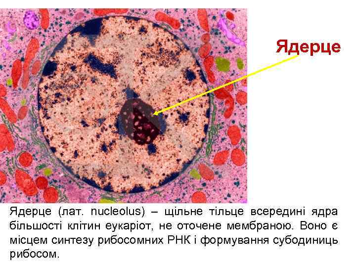 Ядерце (лат. nucleolus) – щільне тільце всередині ядра більшості клітин еукаріот, не оточене мембраною.