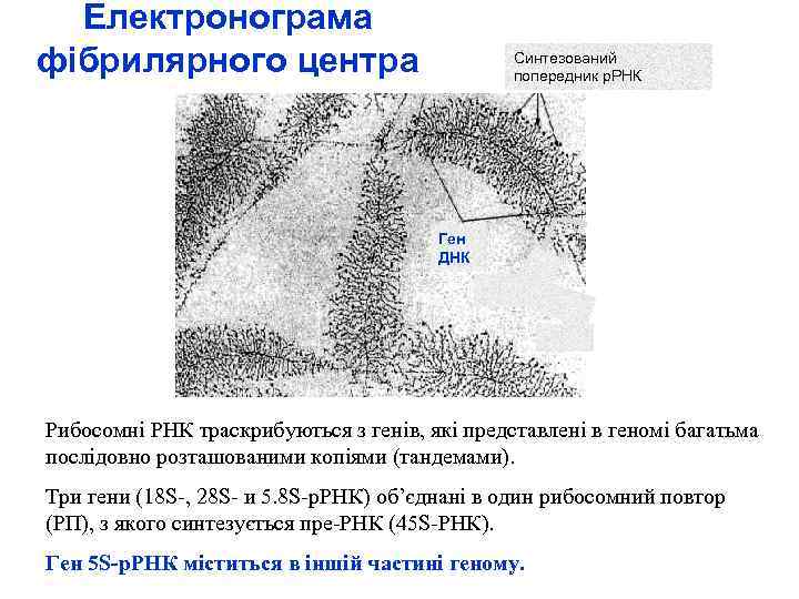 Електронограма фібрилярного центра Синтезований попередник р. РНК Ген ДНК Рибосомні РНК траскрибуються з генів,