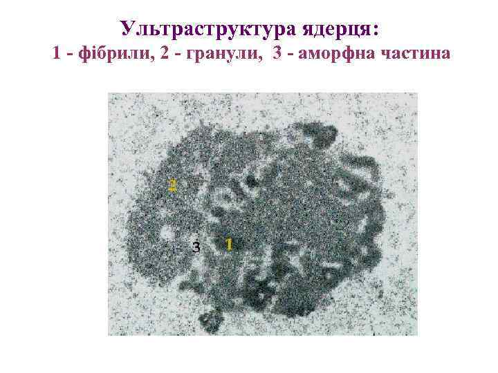 Ультраструктура ядерця: 1 - фібрили, 2 - гранули, 3 - аморфна частина 