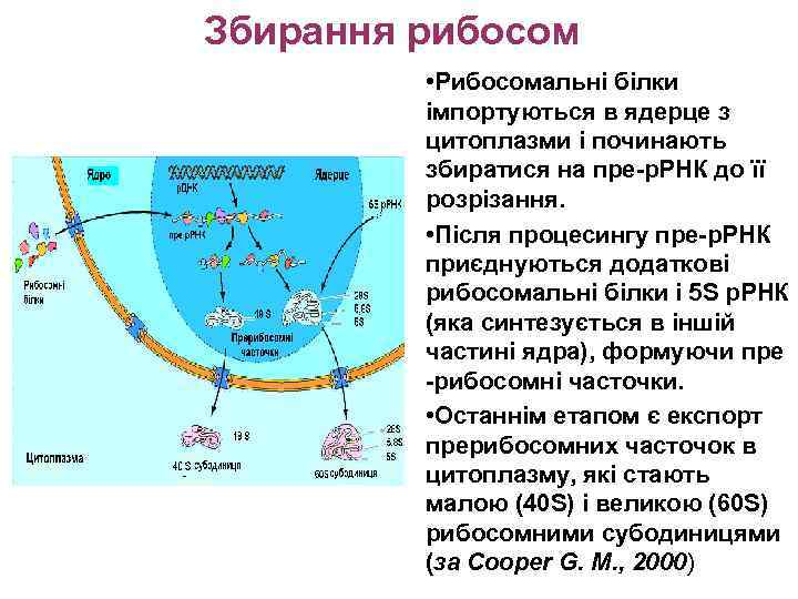 Збирання рибосом • Рибосомальні білки імпортуються в ядерце з цитоплазми і починають збиратися на