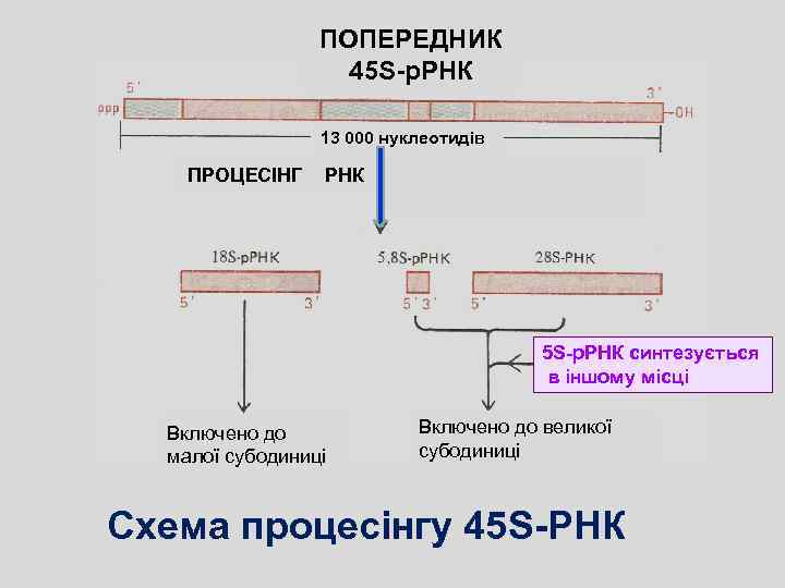 ПОПЕРЕДНИК 45 S-р. РНК 13 000 нуклеотидів ПРОЦЕСІНГ РНК 5 S-р. РНК синтезується в