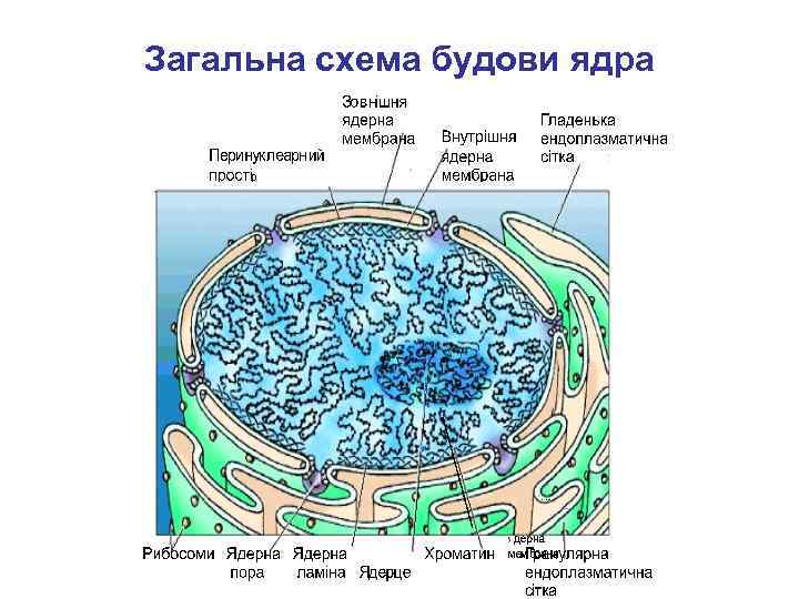 Загальна схема будови ядра 