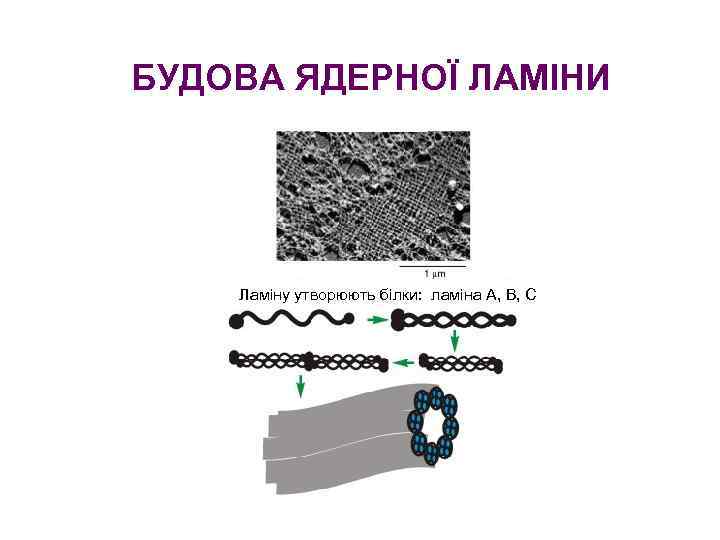 БУДОВА ЯДЕРНОЇ ЛАМІНИ Ламіну утворюють білки: ламіна А, В, С 