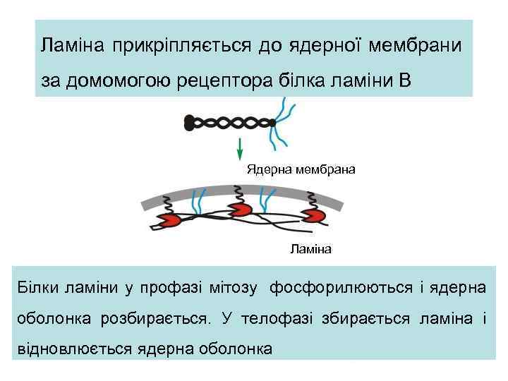 Ламіна прикріпляється до ядерної мембрани за домомогою рецептора білка ламіни В Ядерна мембрана Ламіна