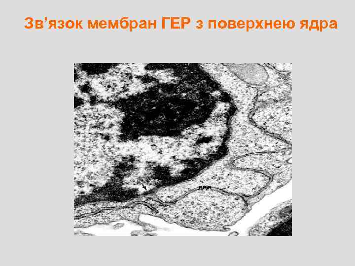 Зв’язок мембран ГЕР з поверхнею ядра 