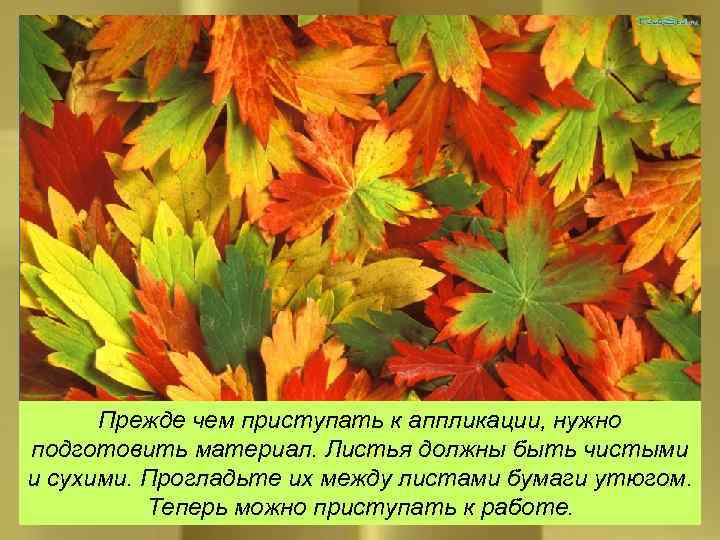 Прежде чем приступать к аппликации, нужно подготовить материал. Листья должны быть чистыми и сухими.