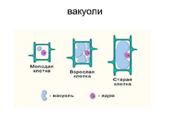 вакуоли 