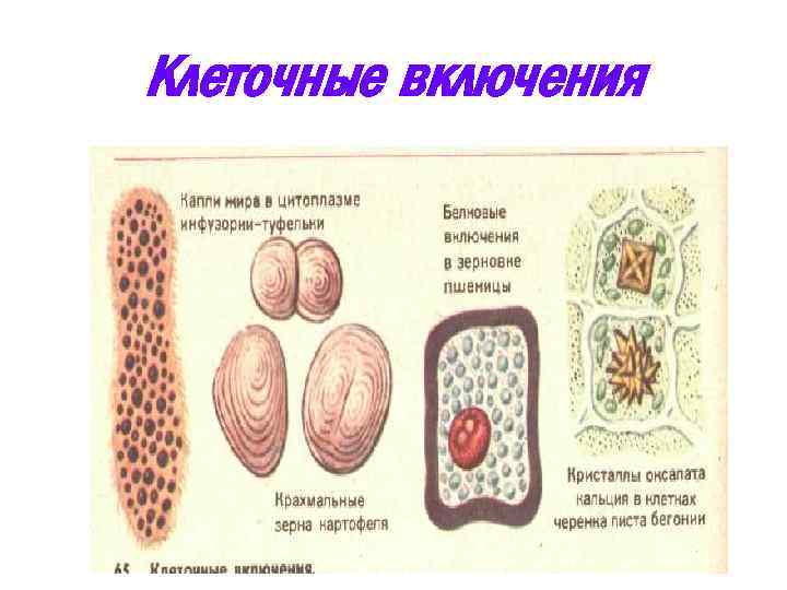 Клеточные включения 