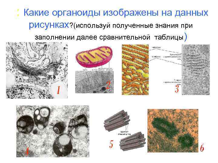  : Какие органоиды изображены на данных рисунках? (используй полученные знания при заполнении далее