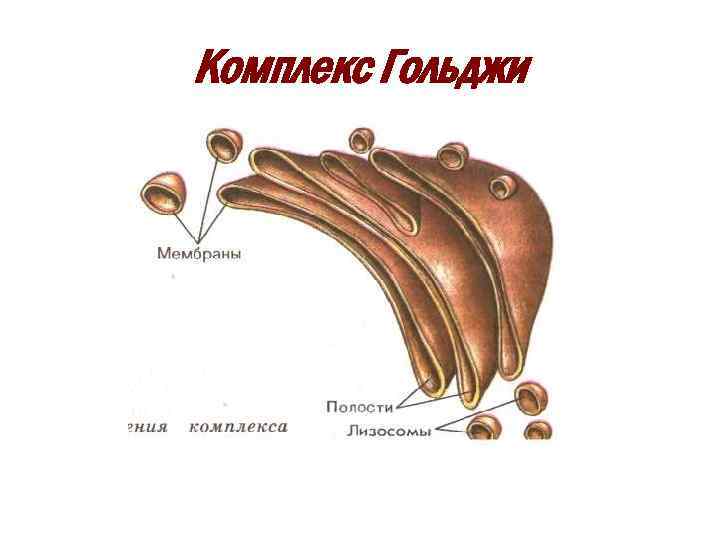 Комплекс гольджи картинка