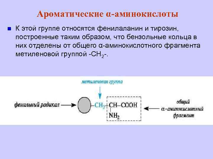 Ароматические α-аминокислоты n К этой группе относятся фенилаланин и тирозин, построенные таким образом, что