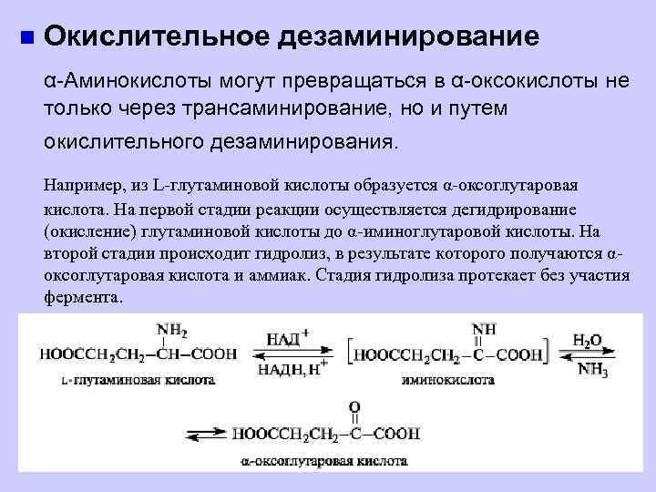 n Окислительное дезаминирование α-Аминокислоты могут превращаться в α-оксокислоты не только через трансаминирование, но и