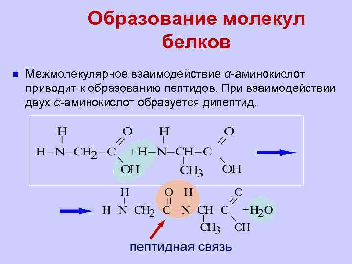 Образование молекул белков n Межмолекулярное взаимодействие α-аминокислот приводит к образованию пептидов. При взаимодействии двух