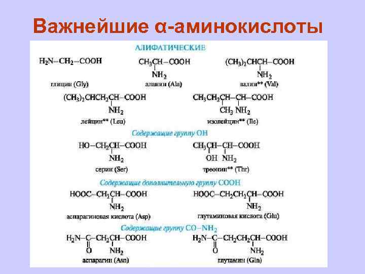 Важнейшие α-аминокислоты 