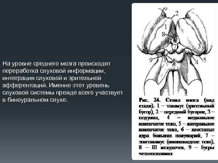 На уровне среднего мозга происходят переработка слуховой информации, интеграция слуховой и зрительной афферентаций. Именно