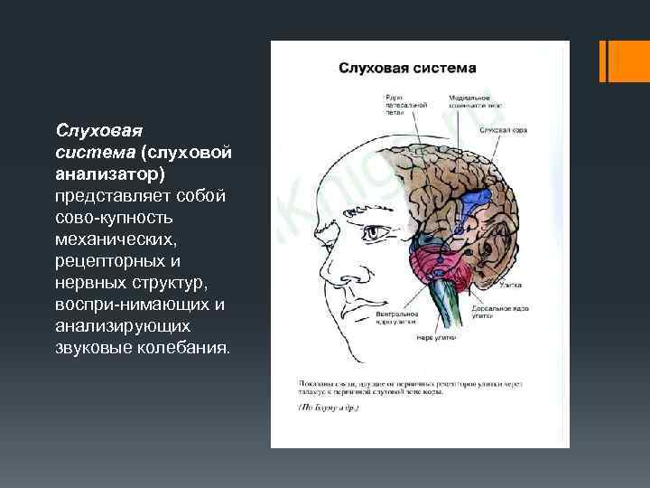 Слуховая система (слуховой анализатор) представляет собой сово купность механических, рецепторных и нервных структур, воспри