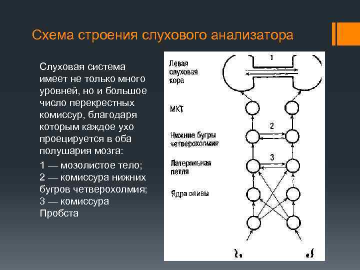 Схема строения слухового анализатора Слуховая система имеет не только много уровней, но и большое