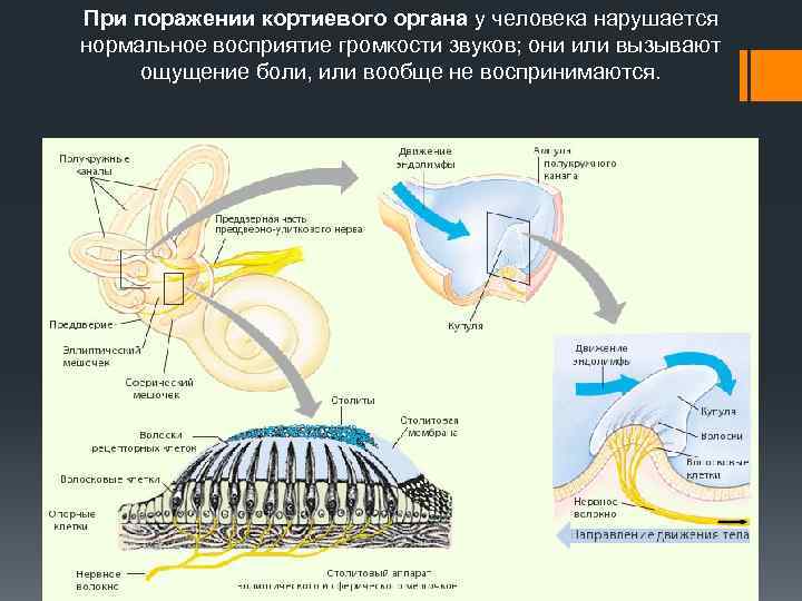 При поражении кортиевого органа у человека нарушается нормальное восприятие громкости звуков; они или вызывают
