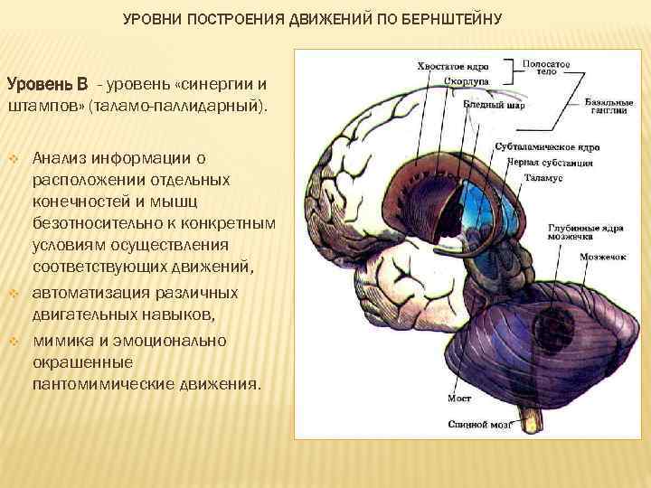 УРОВНИ ПОСТРОЕНИЯ ДВИЖЕНИЙ ПО БЕРНШТЕЙНУ Уровень В - уровень «синергии и штампов» (таламо-паллидарный). v