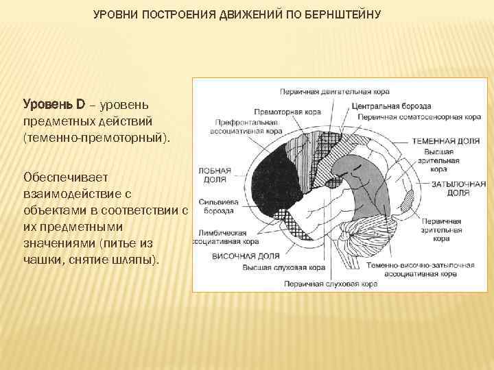 УРОВНИ ПОСТРОЕНИЯ ДВИЖЕНИЙ ПО БЕРНШТЕЙНУ Уровень D – уровень предметных действий (теменно-премоторный). Обеспечивает взаимодействие