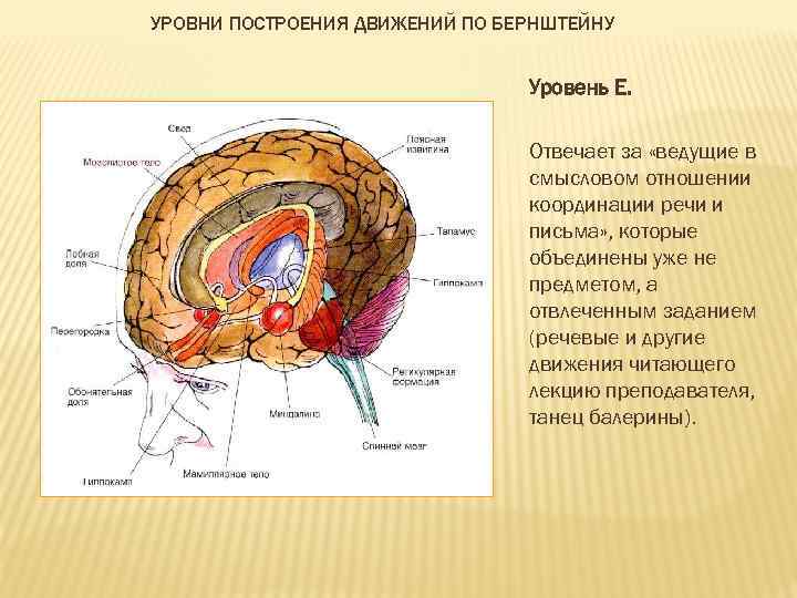УРОВНИ ПОСТРОЕНИЯ ДВИЖЕНИЙ ПО БЕРНШТЕЙНУ Уровень Е. Отвечает за «ведущие в смысловом отношении координации