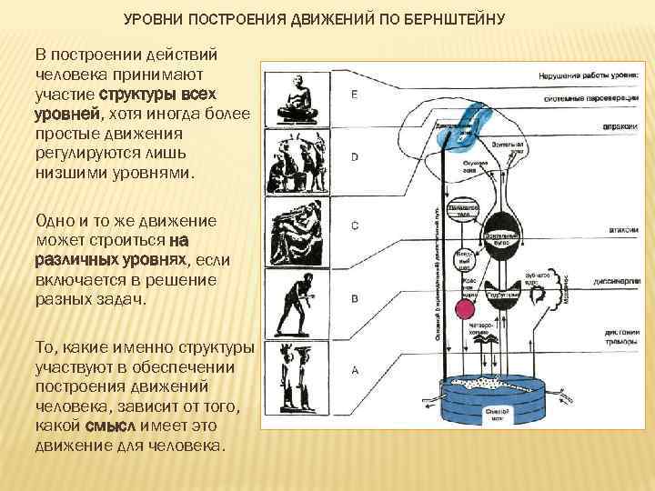 УРОВНИ ПОСТРОЕНИЯ ДВИЖЕНИЙ ПО БЕРНШТЕЙНУ В построении действий человека принимают участие структуры всех уровней,