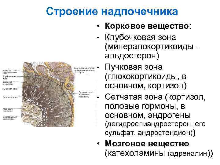 Надпочечники схема корнилова