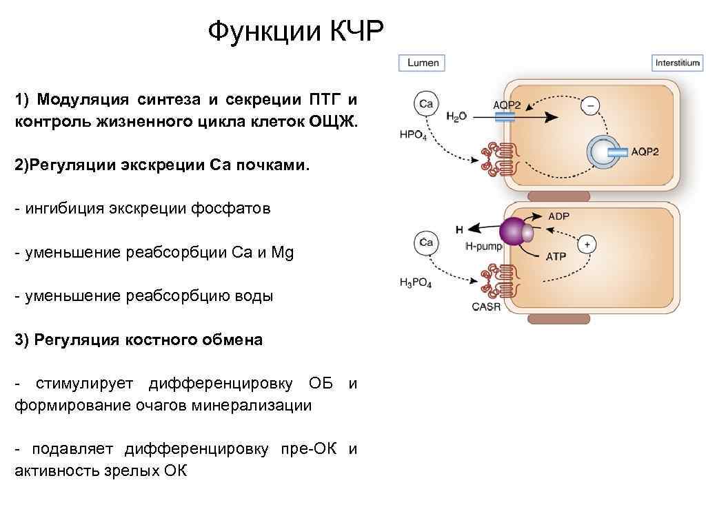 Функции КЧР 1) Модуляция синтеза и секреции ПТГ и контроль жизненного цикла клеток ОЩЖ.