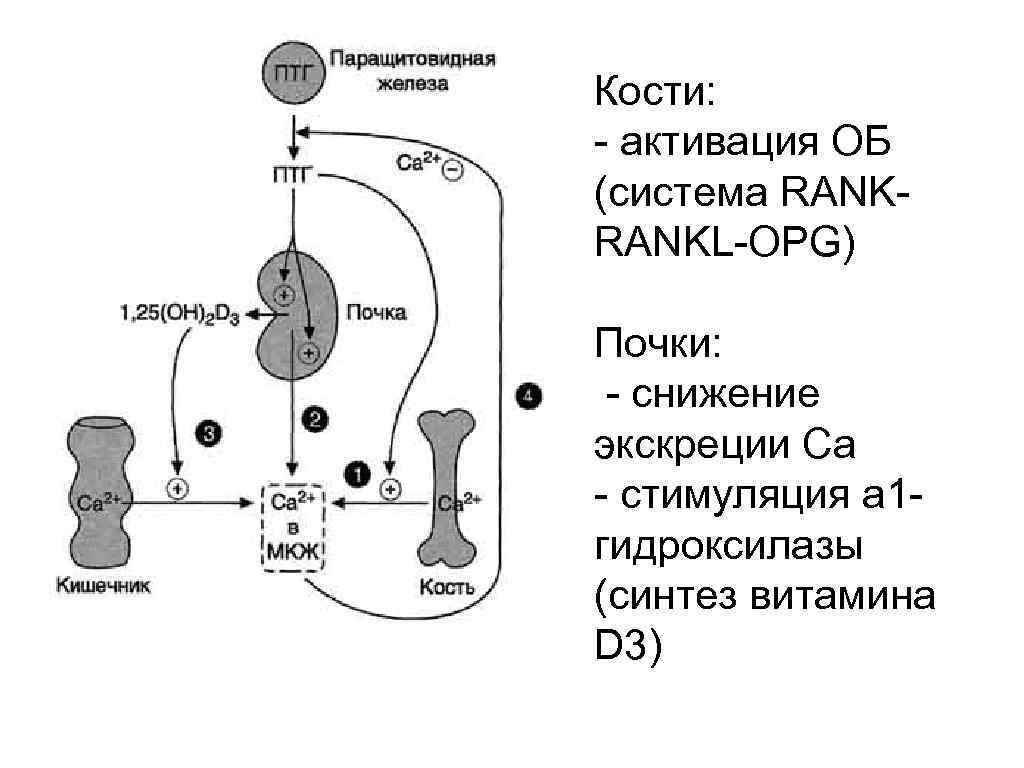 Кости: - активация ОБ (система RANKL-OPG) Почки: - снижение экскреции Са - стимуляция а