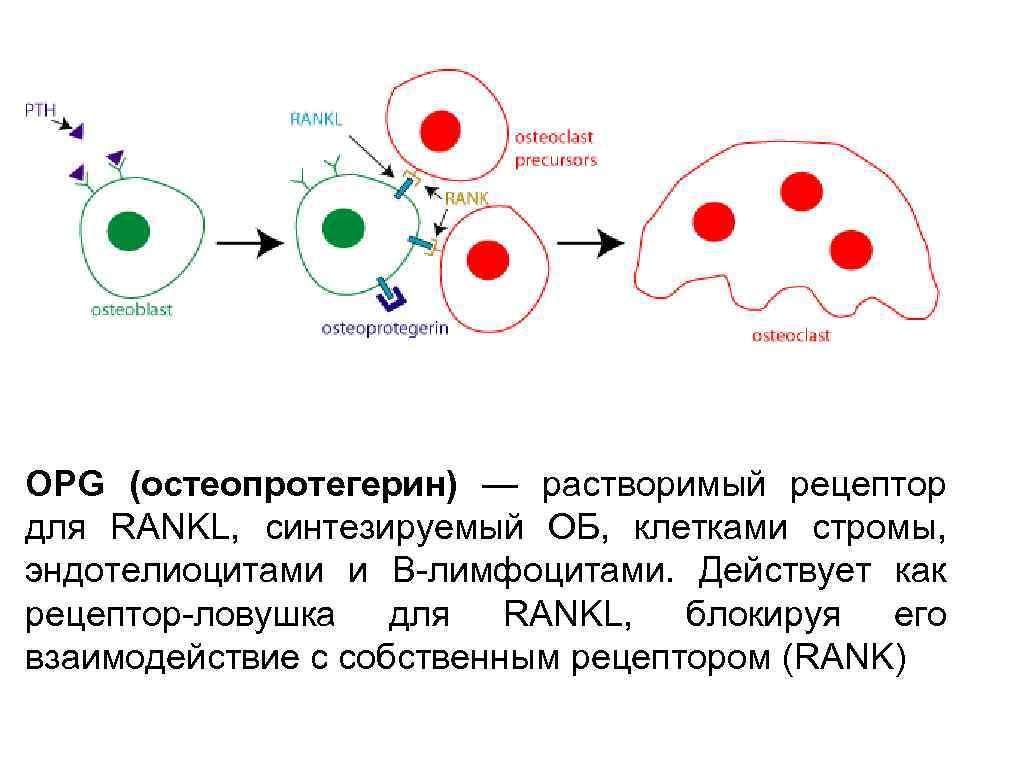 Синтезированные клетки. Остеопротегерин Rank RANKL. Лиганд-рецепторная система Rank/RANKL/OPG. Rank-RANKL-остеопротегерин функция. Регуляция синтеза и секреции остеопротегерина.