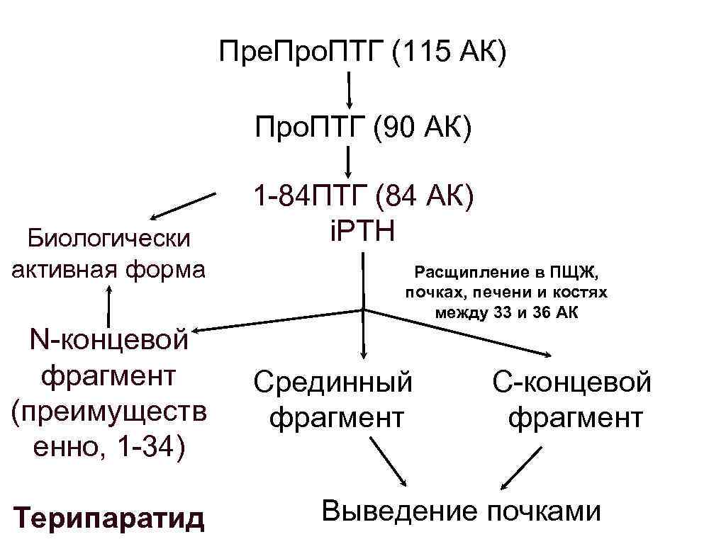 Синтез паратгормона биохимия схема