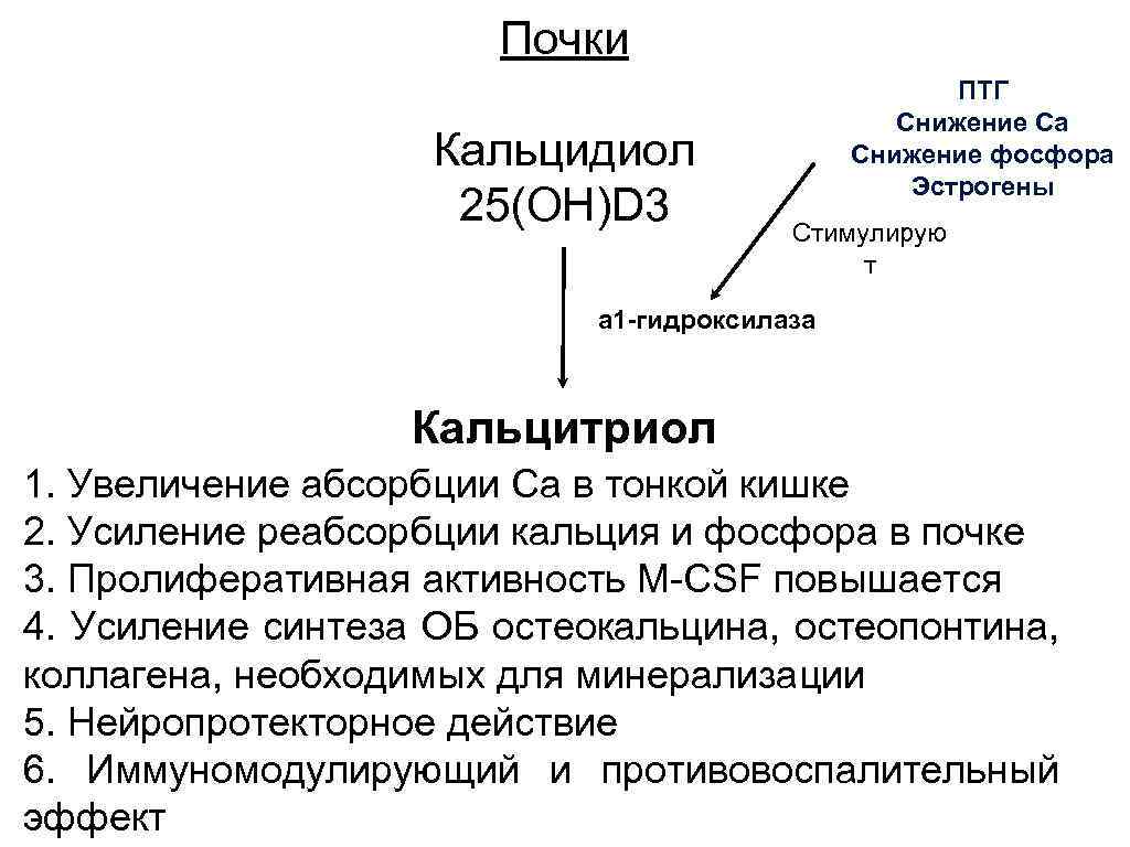 Почки Кальцидиол 25(OH)D 3 ПТГ Снижение Са Снижение фосфора Эстрогены Стимулирую т а 1