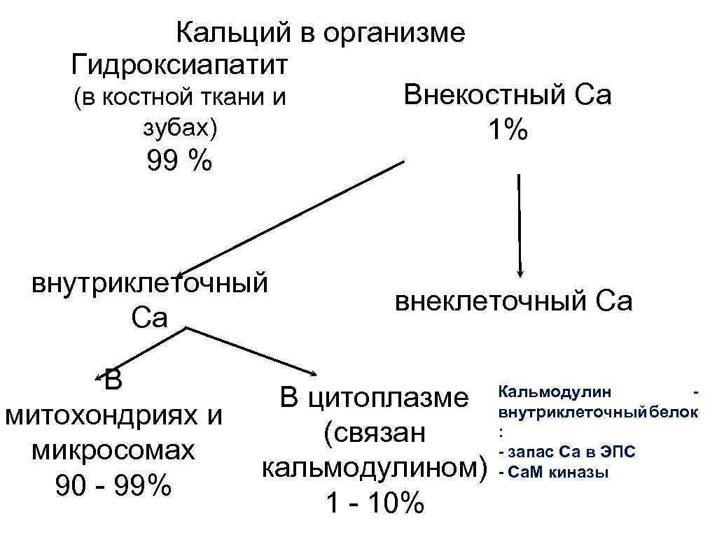 Ткани кальций