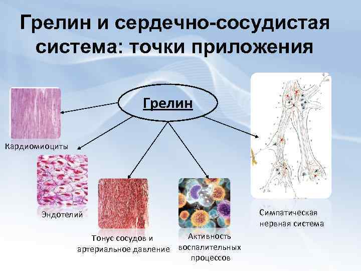 Грелин и сердечно-сосудистая система: точки приложения Грелин Кардиомиоциты Эндотелий Активность Тонус сосудов и артериальное