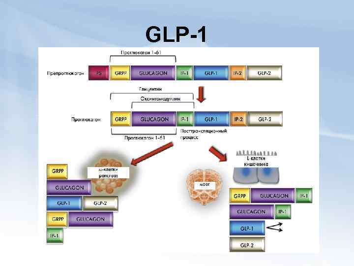 GLP-1 