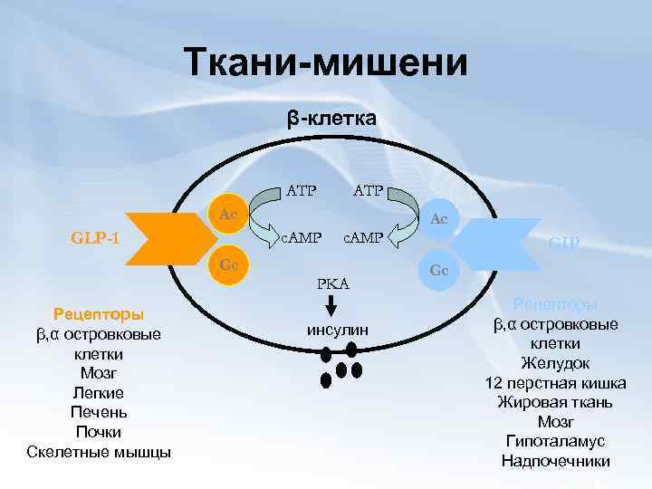 Ткани-мишени β-клетка ATP Ac c. AMP GLP-1 Gc Рецепторы β, α островковые клетки Мозг