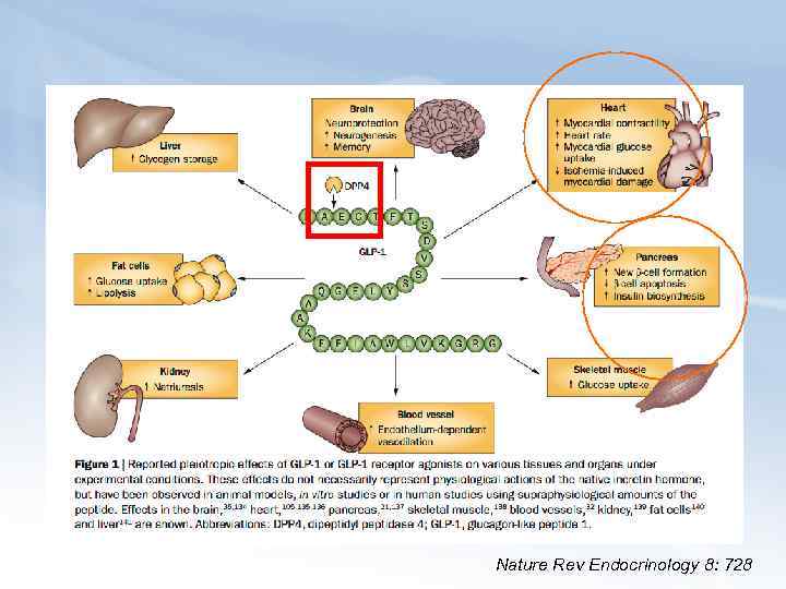 Nature Rev Endocrinology 8: 728 