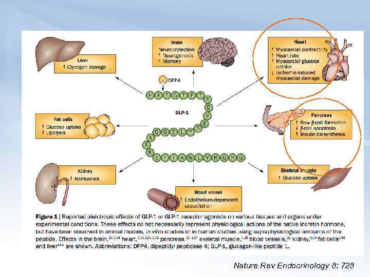 Nature Rev Endocrinology 8: 728 