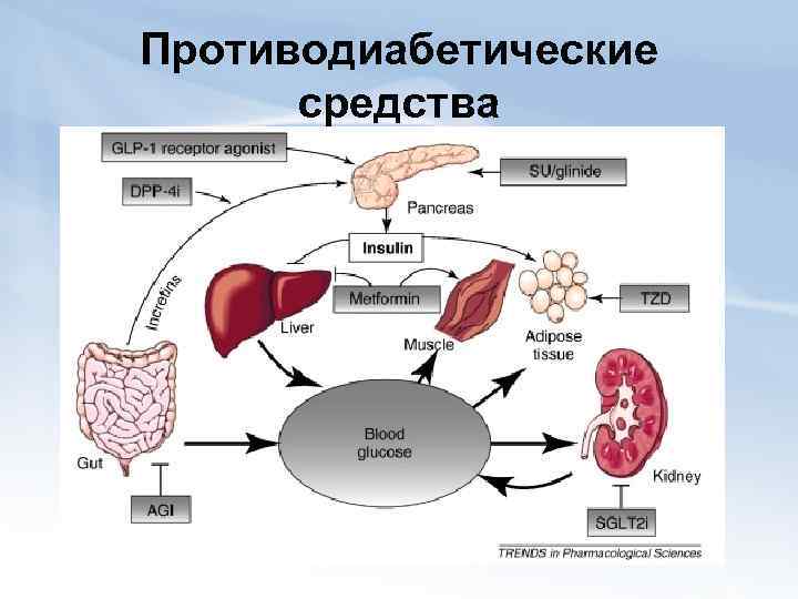 Противодиабетические средства 