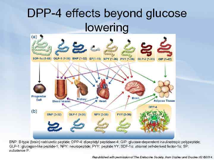 DPP-4 effects beyond glucose lowering BNP: B-type (brain) natriuretic peptide; DPP-4: dipeptidyl peptidase-4; GIP: