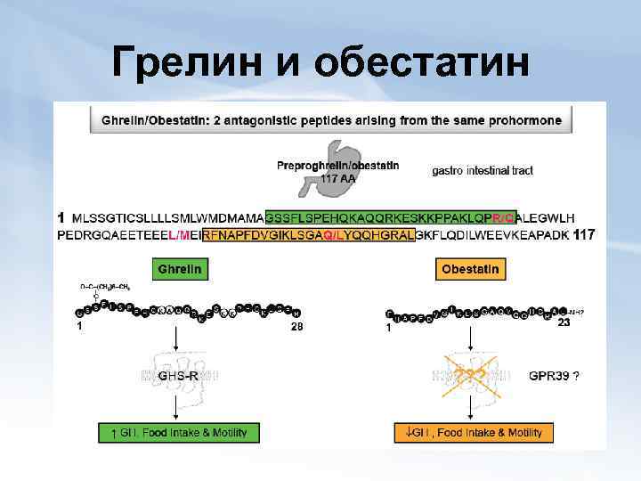 Грелин и обестатин 