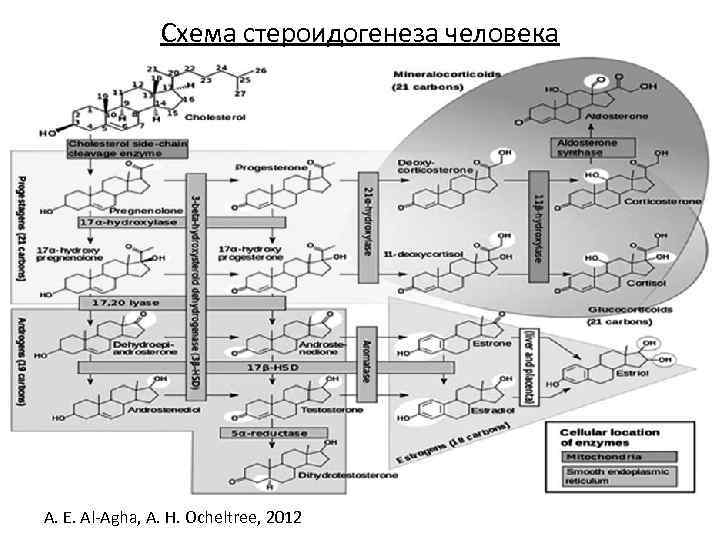 Стероидогенез схема с ферментами