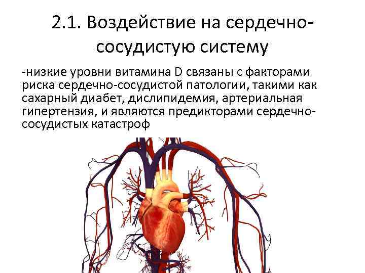 2. 1. Воздействие на сердечнососудистую систему -низкие уровни витамина D связаны с факторами риска