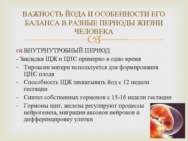 ВАЖНОСТЬ ЙОДА И ОСОБЕННОСТИ ЕГО БАЛАНСА В РАЗНЫЕ ПЕРИОДЫ ЖИЗНИ ЧЕЛОВЕКА ВНУТРИУТРОБНЫЙ ПЕРИОД -