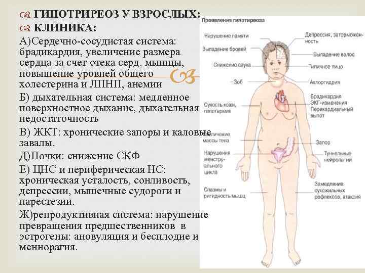  ГИПОТРИРЕОЗ У ВЗРОСЛЫХ: КЛИНИКА: А)Сердечно-сосудистая система: брадикардия, увеличение размера сердца за счет отека