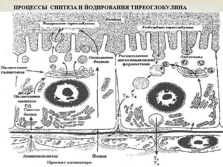 ПРОЦЕССЫ СИНТЕЗА И ЙОДИРОВАНИЯ ТИРЕОГЛОБУЛИНА 