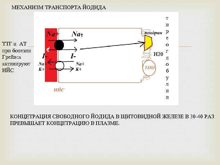 МЕХАНИЗМ ТРАНСПОРТА ЙОДИДА ТТГ и АТ при болезни Грейвса активируют НЙС т и р