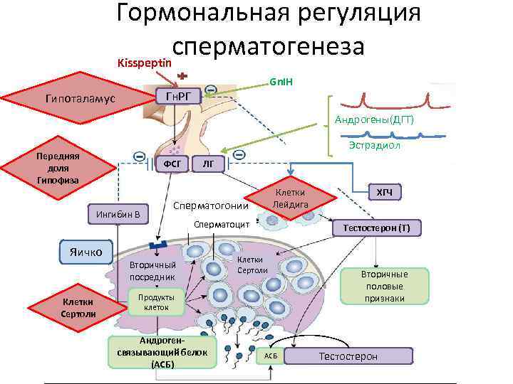 Гормональная регуляция схема