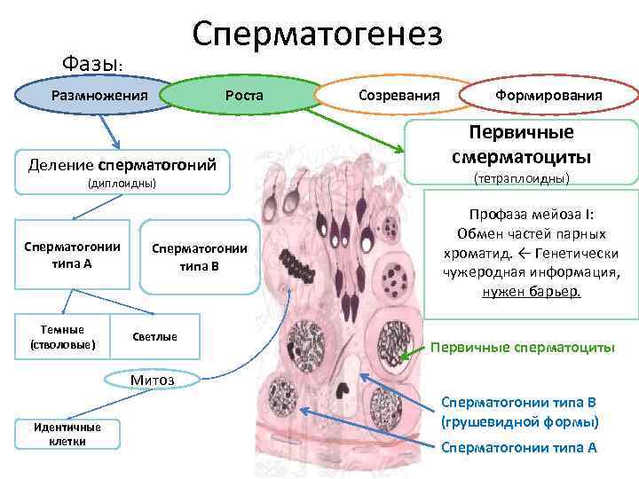 Схема семявыносящих путей