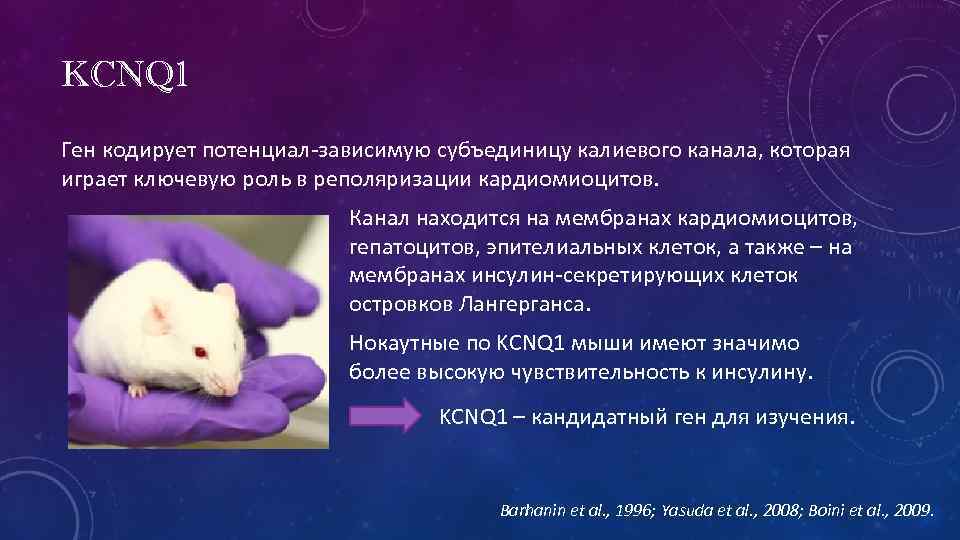 KCNQ 1 Ген кодирует потенциал-зависимую субъединицу калиевого канала, которая играет ключевую роль в реполяризации